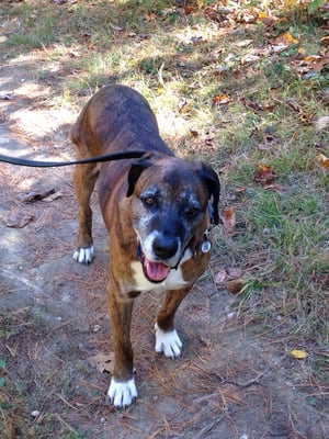 Even old dogs like these trails