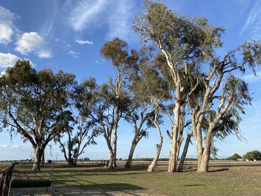 Eucalyptus thinning for wind flow.