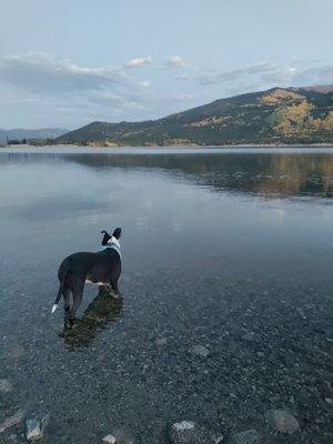 Domino walking on water.