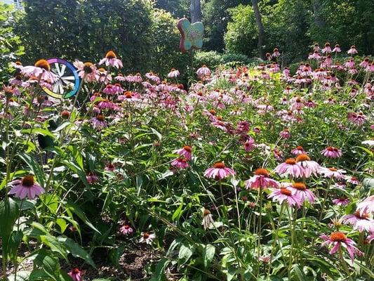 Full bloom!  August flowers are delightful!  Tons of butterflies, too!