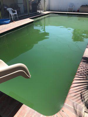 My green algae filled pool today, 4 days after they were supposed to clean it and fix the problem.