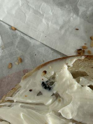 Bagel topped with cream cheese and a FLY