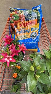 Lilies, marigolds, zinnias and some more potting soil. Home Depot was stocked this morning!