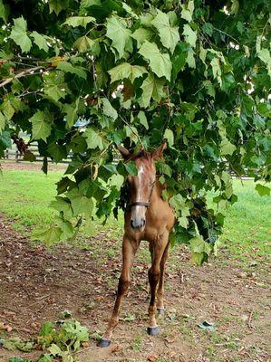 Colt on Magdalena Farm