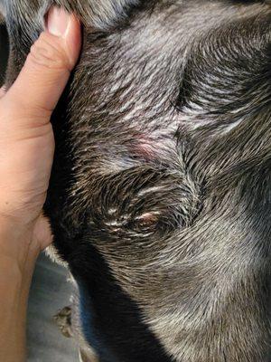 picked up my dog and had these sores on his neck... likely from his pincher collar not taken off for DAYS.