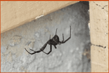 Spider Management including Free Spider Web Removal