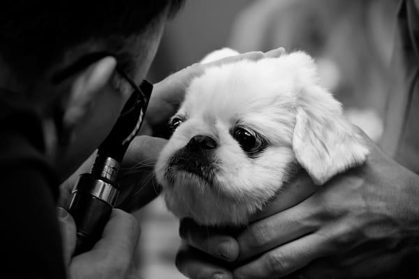 Puff Daddy gets an eye exam from a veterinarian made affordable thanks to One Health Organization's Veterinary Payment Program