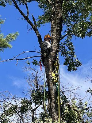 Climbing a tree for removal