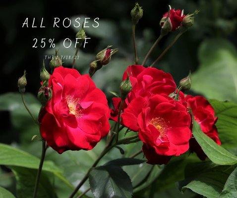 Roses on sale through 7-18-21