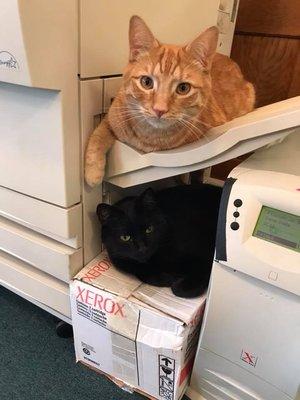 Our office kitties. Follow their shenanigans on Facebook - Daily Dose of Bart