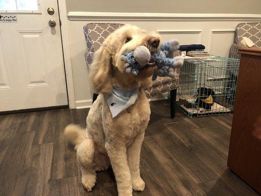 Doodle's first grooming