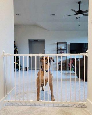 YES!
We install gates for fur babies too.