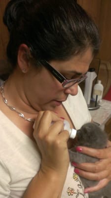 Lissette feeding a three week old kitten