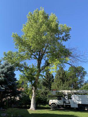 Silver Maple