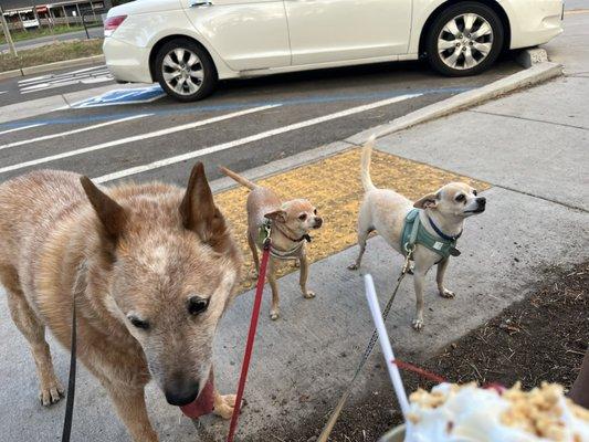 Mateo, Enzo and Primo