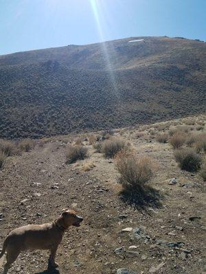 Our Hobey doggy leading the trail to C Hill & the flag in background...Happy President's Day 02/17/20