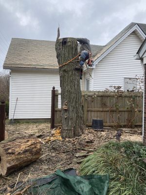 Ramirez Tree Service 512