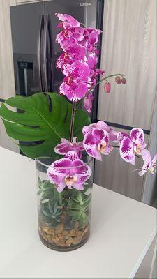 Birthday Orchid