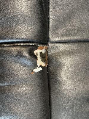 Chewed couch