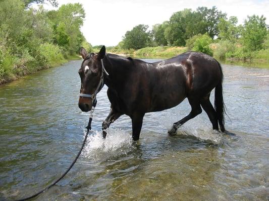 Our center is therapy for the horses and people we service.