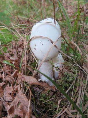 Mushroom on purple trail