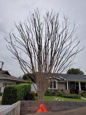 After picture of a crepe myrtle trimmed to a "natural look"