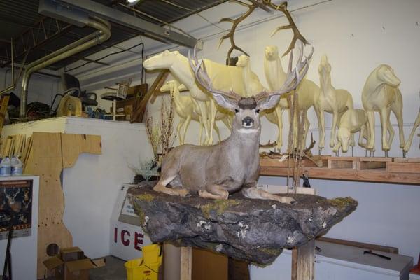 Ram Taxidermy