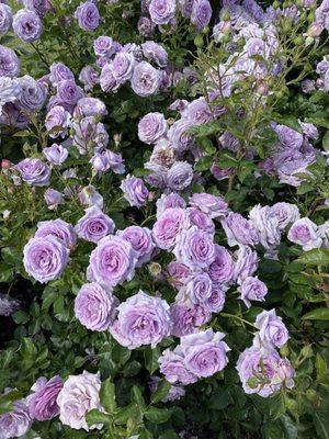 Lovely lavender roses!