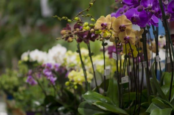 potted orchids at the San Jose store