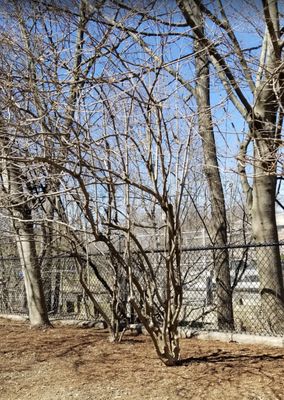 early spring, wonderful trees by backyard fence