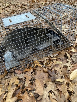 Captured raccoon!