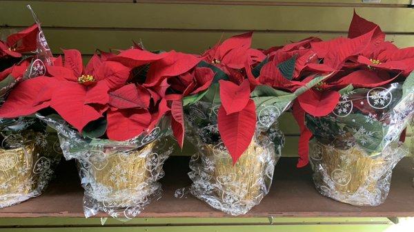 6" Red Poinsettia