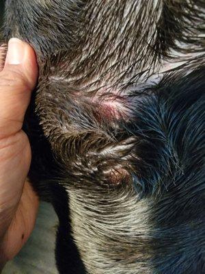 sores around my dogs neck