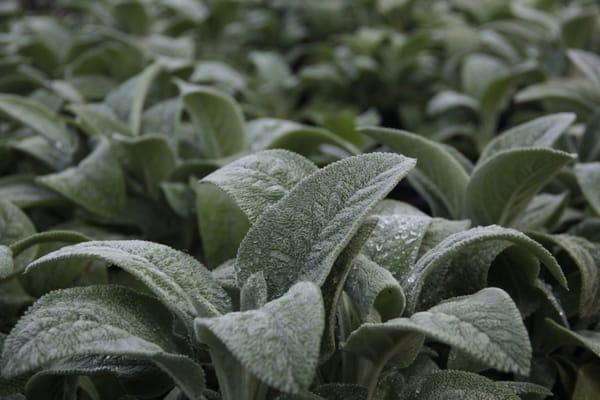 Stachys 'Helen von Stein'