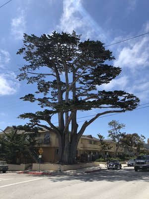 After this is how to properly prune a large and overgrown Cypress Tree