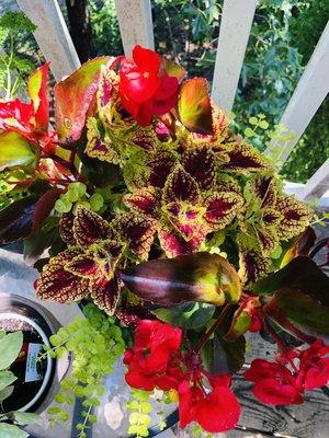 Begonias, Coleus & Creeping Jenny