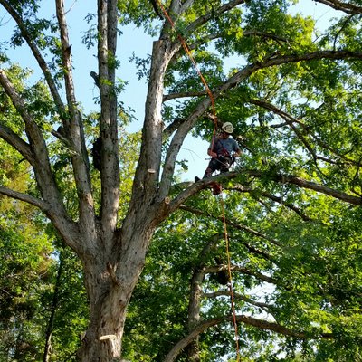 ArborPro Tree Service