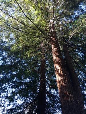 Redwoods were breathtaking