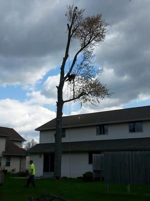 Tying up a branch.