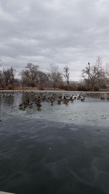 1/7/2019 The Ducks