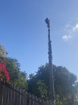 Topping the fan palm in my neighbor's yard.