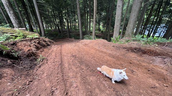 LF excavated a wide path from house to pond and graded the slope so we can enjoy daily walks