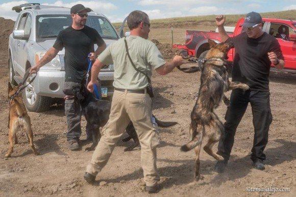 Turning on the handlers is a sign of a happy dog