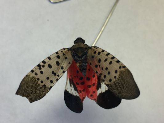 Spotted Lantern Fly