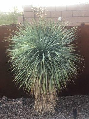 New Yucca