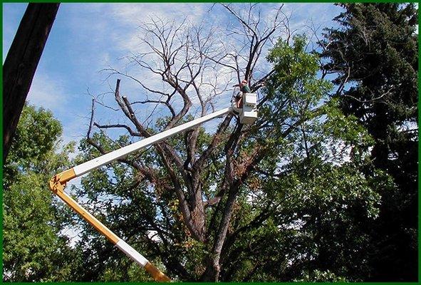 All About Trees, Inc has all of the proper and safe equipment for all aspects of tree service...