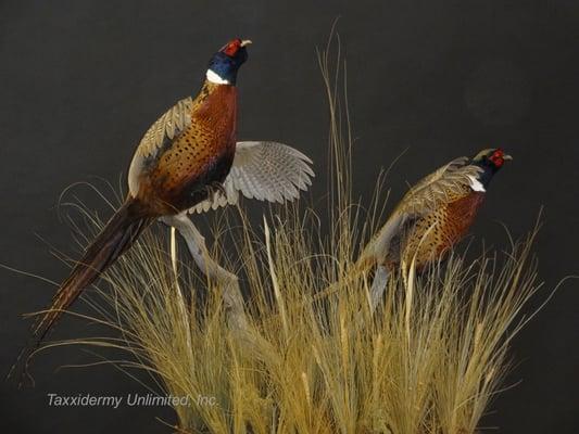 Pheasants