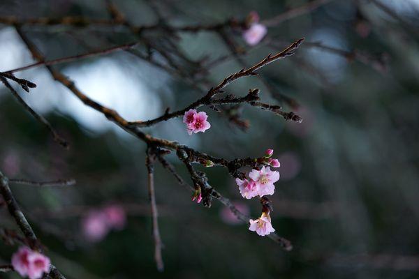 2023 Cherry Blossoms (cross the foot bridge from the parking lot) - Shot 01.19.2023