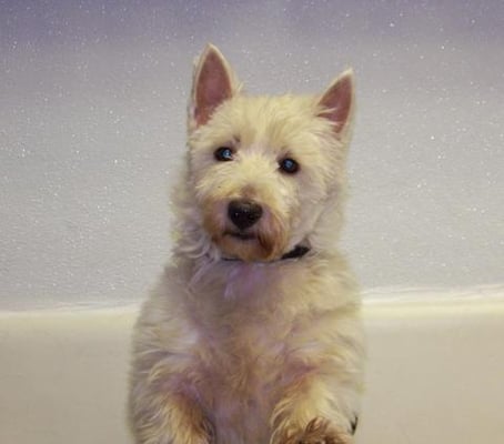 Westie Waiting for A Wash!