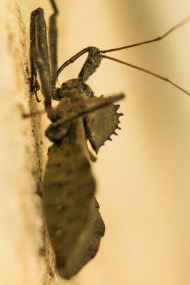 Assassin Bug